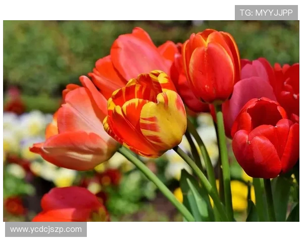 EDG战队在DOTA2比赛中的包夹策略分析与成败得失探讨 EDG战队在DOTA2比赛中的包夹策略分析与成败得失探讨